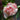 Nelken-Samen – Pomegranate
