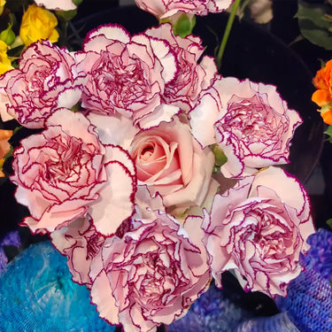 Carnation Seeds-Purple Smoke