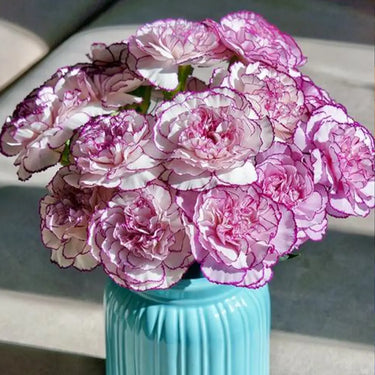 Carnation Seeds-Purple Smoke