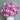 Carnation Seeds-Purple Smoke