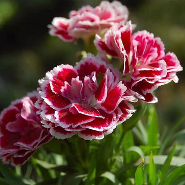 Carnation Seeds-Tanga