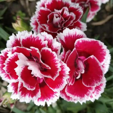 Carnation Seeds-Tanga