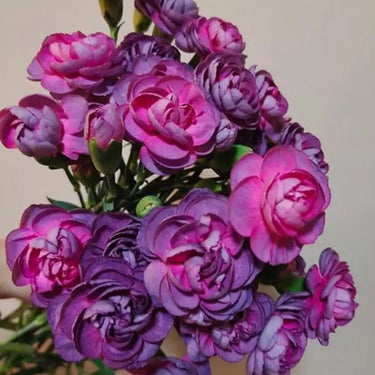 Carnation Seeds-Wild Horse