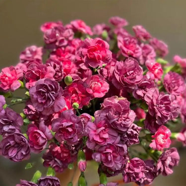 Carnation Seeds-Wild Horse