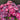 Carnation Seeds-Wild Horse