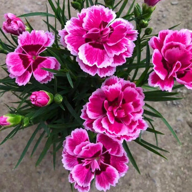 Carnation Seeds - Super Trouper