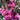 Carnation Seeds - Super Trouper