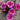 Carnation Seeds - Super Trouper