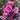 Carnation Seeds - Super Trouper