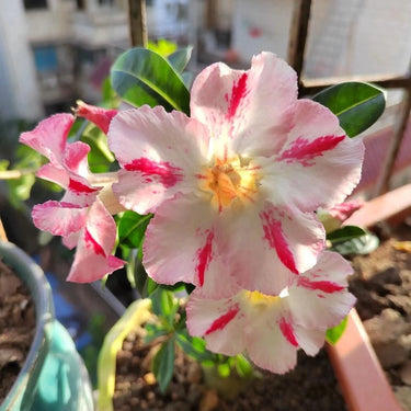 Carnation Seeds – Ballet Star