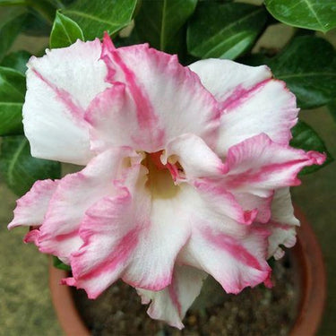 Carnation Seeds – Ballet Star
