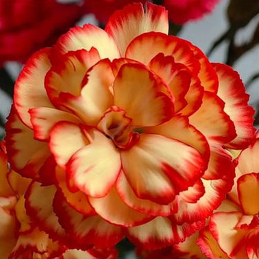 Carnation Seeds – Caramel Flame