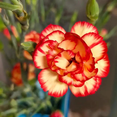 Carnation Seeds – Caramel Flame