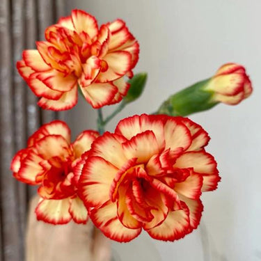 Carnation Seeds – Caramel Flame