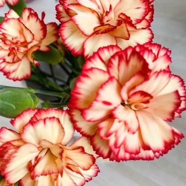 Carnation Seeds – Fruit Gummy