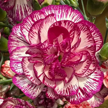 Carnation Seeds – Lace Edge