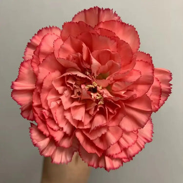 Carnation Seeds – Orange Light Ode