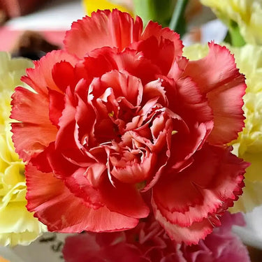 Carnation Seeds – Orange Light Ode