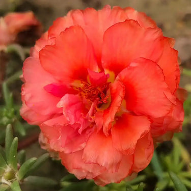 Carnation Seeds – Orange Light Ode