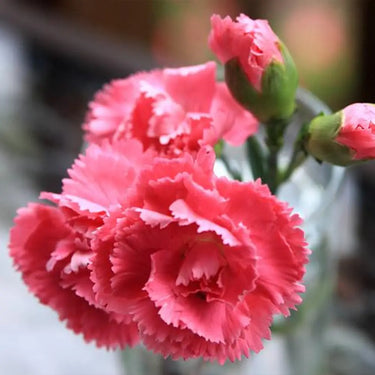 Carnation Seeds – Peach Pink Starlight
