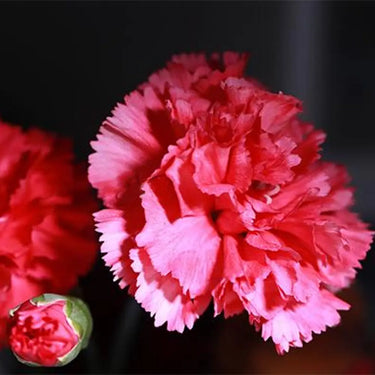 Carnation Seeds – Peach Pink Starlight