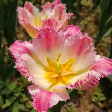 Carnation Seeds – Peach White Edge
