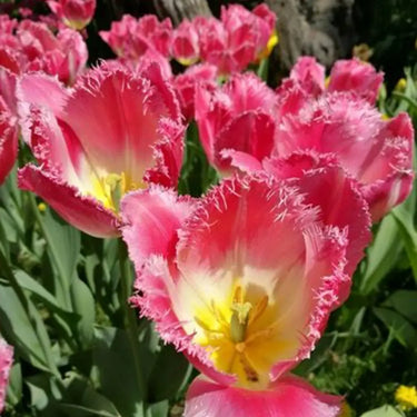 Carnation Seeds – Peach White Edge