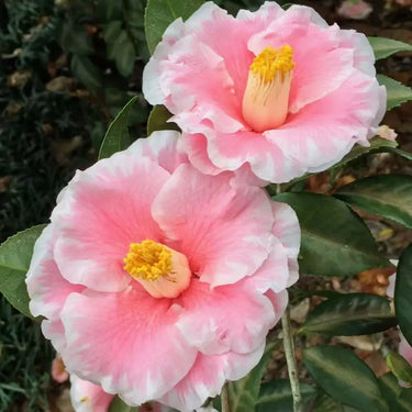 Carnation Seeds – Pink Mist with White Edge