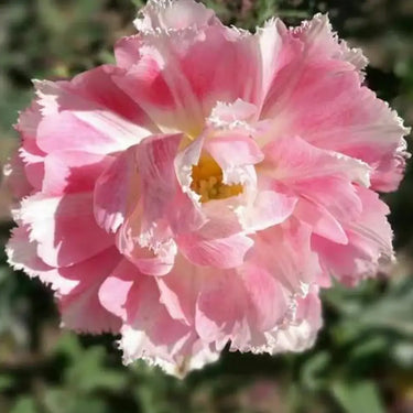 Carnation Seeds – Pink Princess