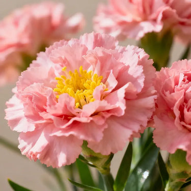 Carnation Seeds – Pink Velvet Dream