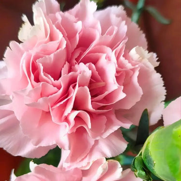 Carnation Seeds – Pink Velvet Dream
