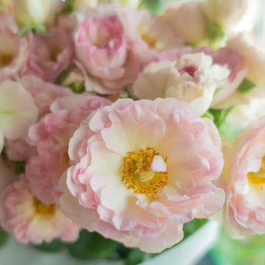 Carnation Seeds – Pink White Soft Velvet
