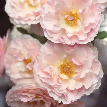 Carnation Seeds – Pink White Soft Velvet