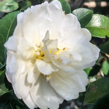 Carnation Seeds – Pure White