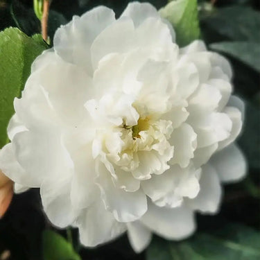 Carnation Seeds – Pure White