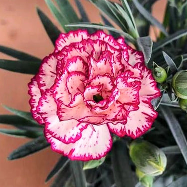 Carnation Seeds – Purple Butterfly Dance