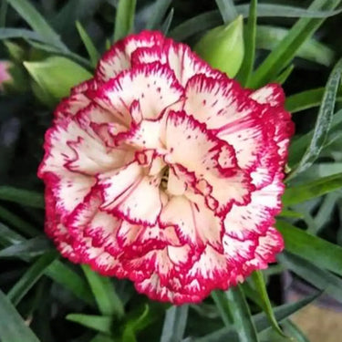 Carnation Seeds – Purple Butterfly Dance