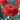 Carnation Seeds – Red Crystal Shine