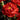 Carnation Seeds – Red Crystal Shine