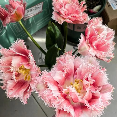 Carnation Seeds – Sakura Mist White Spines