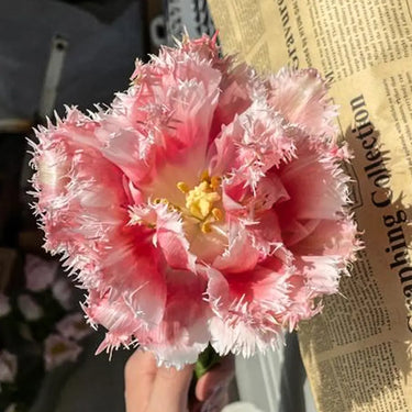 Carnation Seeds – Sakura Mist White Spines