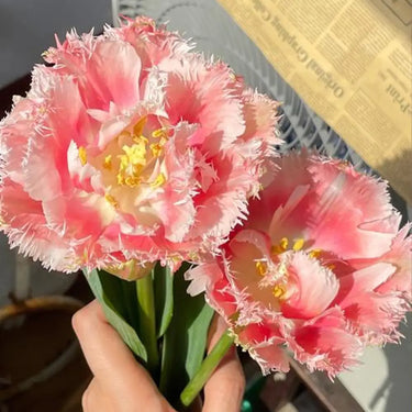 Carnation Seeds – Sakura Mist White Spines