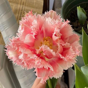 Carnation Seeds – Spikes