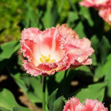 Carnation Seeds – Spikes