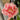 Carnation Seeds – Spikes