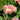 Carnation Seeds – Spikes