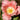 Carnation Seeds – Spikes