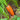Carrot, Nantes Half Long