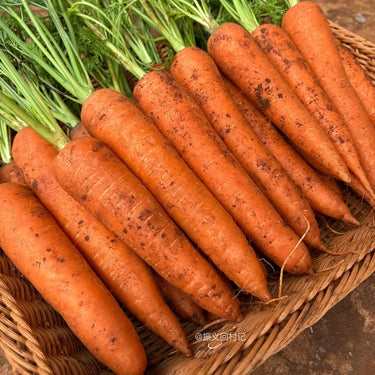 Carrot, Nantes Half Long