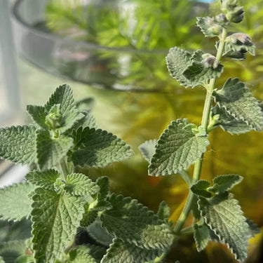 Catnip Seeds